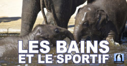 les bains et le sportif